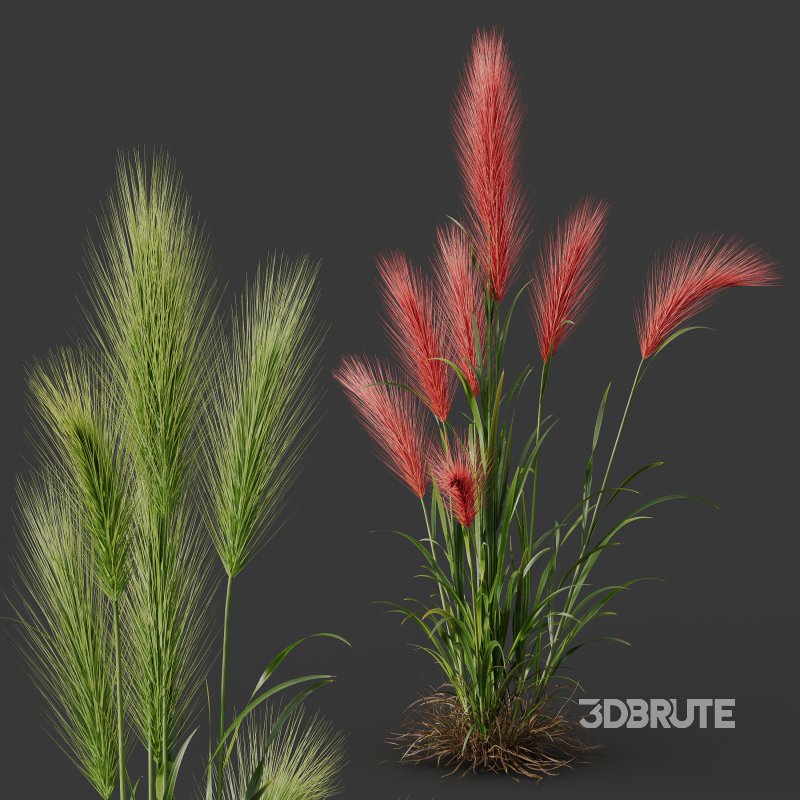 AV 11 different Grasses Image 7