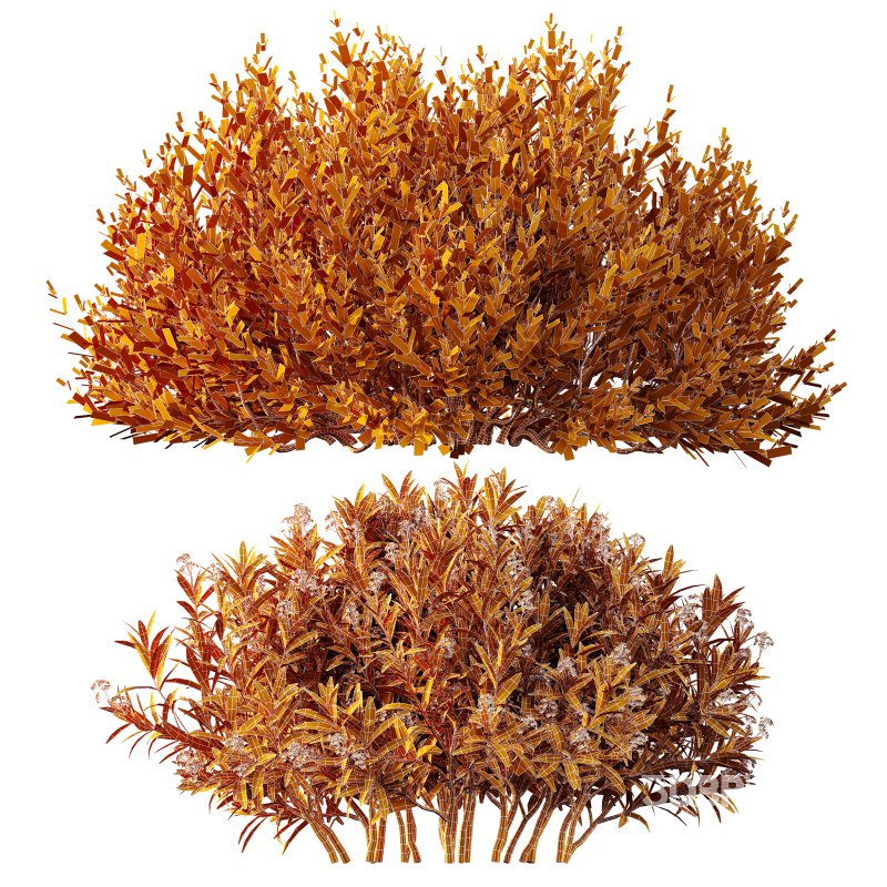 AV adjective bush Nerium Oleander Laurier Kaner Rose Pink and Montra Olive Bush Image 5