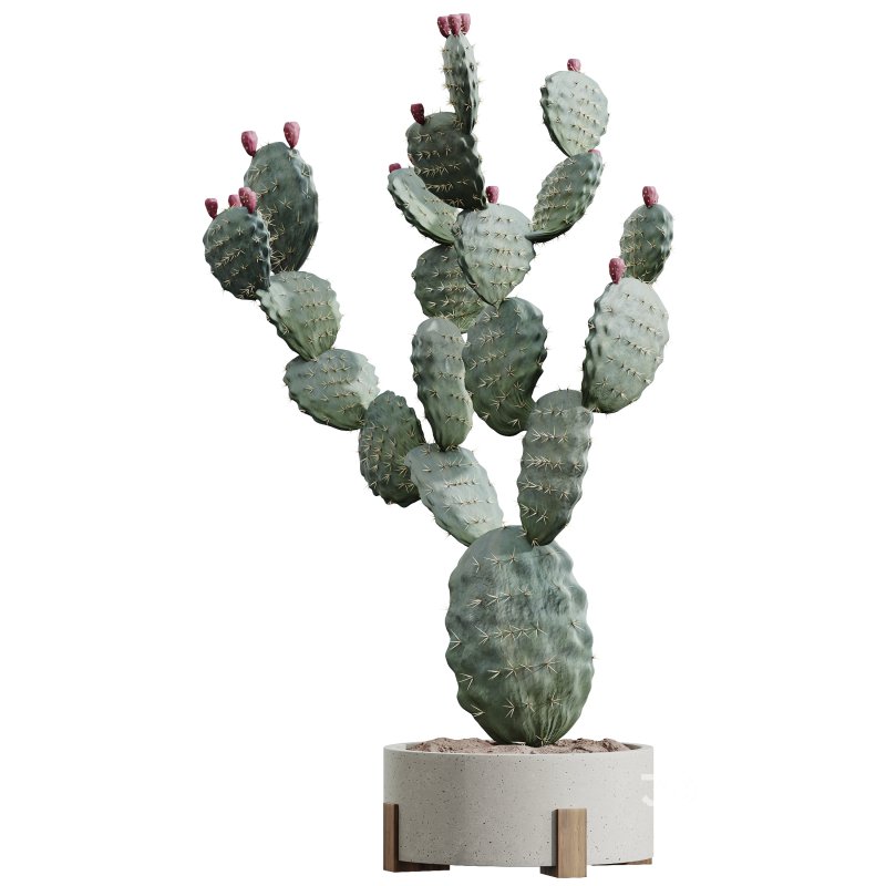 AV HousePlants Cactus Opuntia Tree Image 2