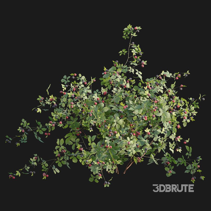 Rubus fruticosus – Blackberry Image 4