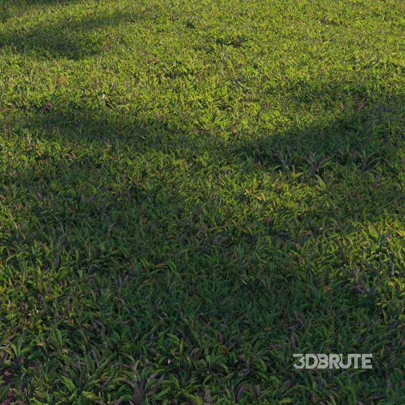 Axonopus Compressus Set 02 Image 2