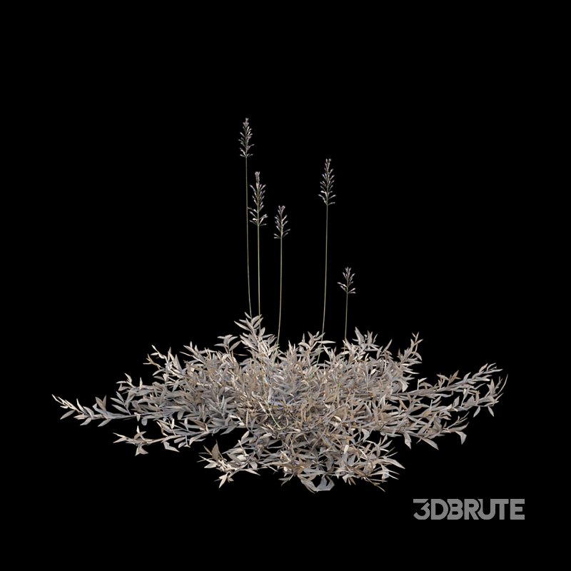 Chrysopogon aciculatus – dry 01 Image 4