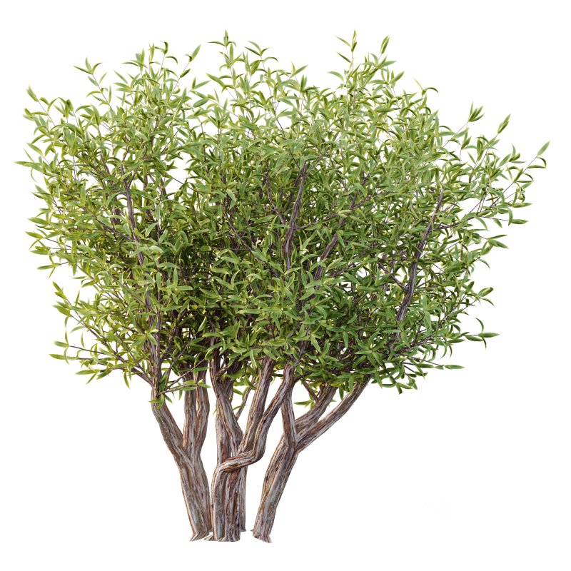 Sweet Viburnum Plant04 Image 3