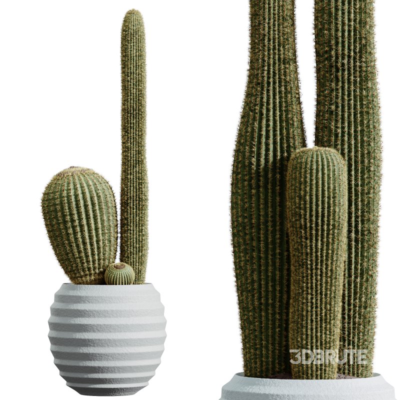 AV HousePlants Cactus Echinocactus Grusonii Golden Barrel Tree Image 2