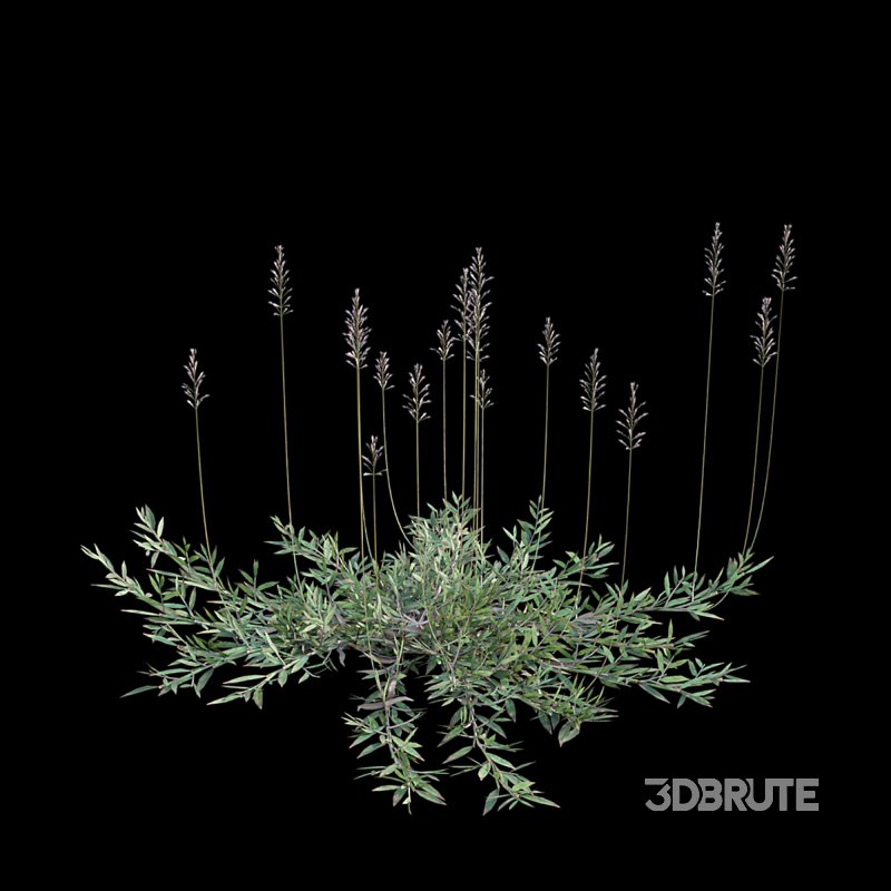 Chrysopogon aciculatus 01 Image 4