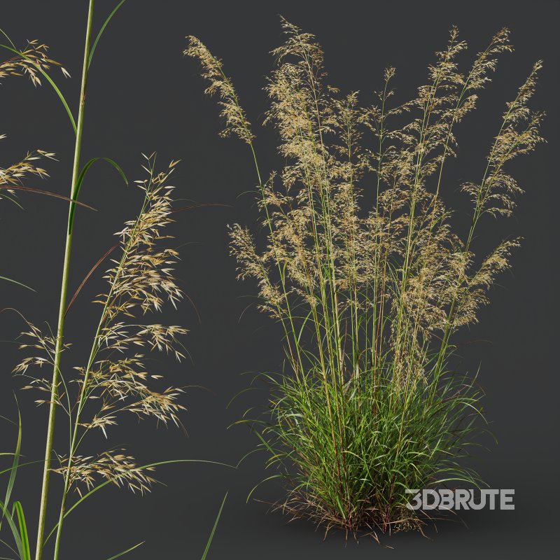 AV Celtica Gigantea Stipa Golden Oats and Calamagrostis Acutiflora Karl Foerster grasses Image 6