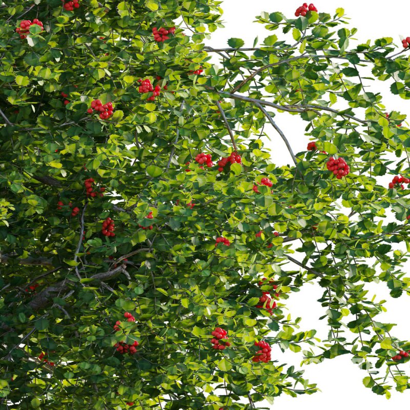 ilex aquifolium – Holly 02 Image 5