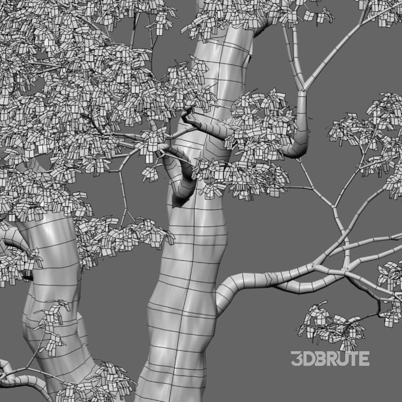 Cinnamomum camphora Image 5