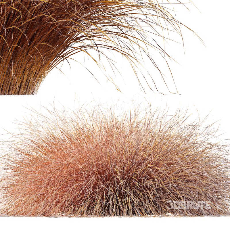 AV Carex Testacea Orange Sedge Grass Prairie Fire Image 14