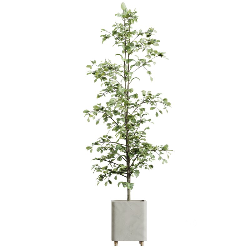 AV Indoor plants set 180 Alnus Glutinosa Alder Schwarzerle Betulus Hazel Erle and Bird Of Paradise Strelitzia Nicolai Image 3