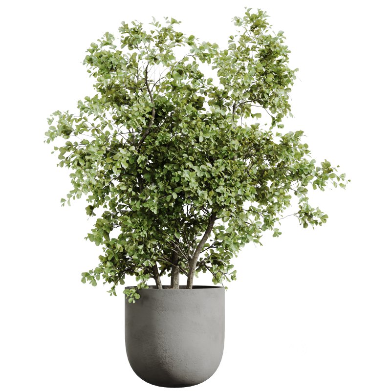 AV Indoor plants set 188 Mission Kalamata Leccino Arbequina Olive and Ficus Cyathistipula and Mountain Kentia Palm Image 3