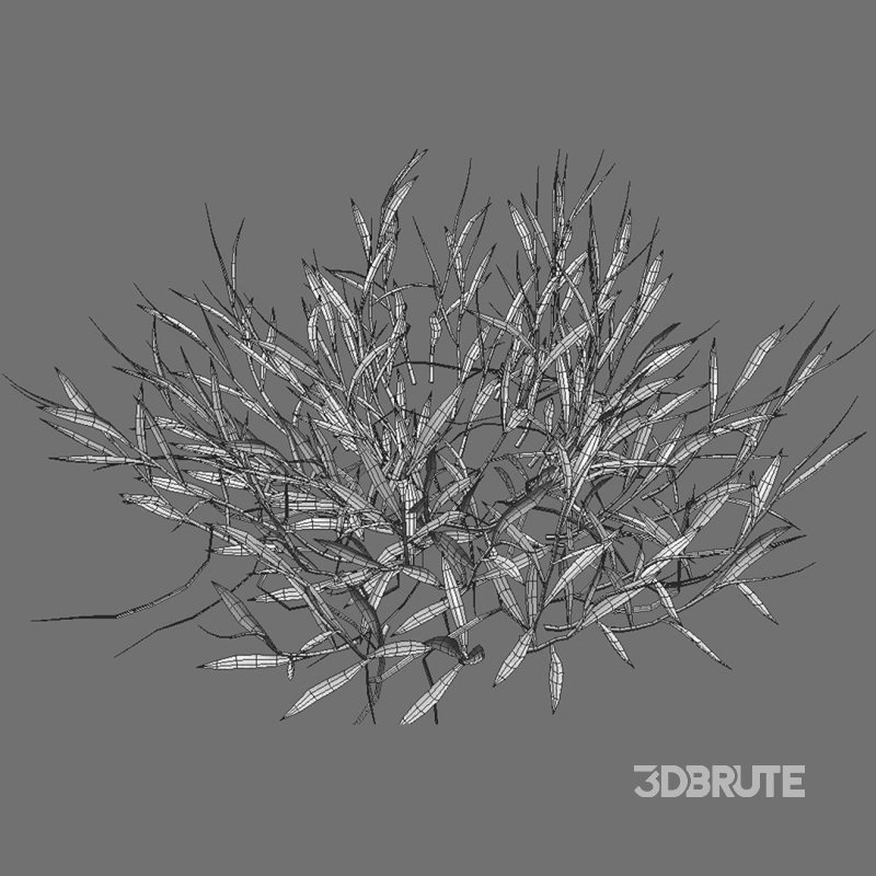 Cynodon dactylon – set 02 Image 11