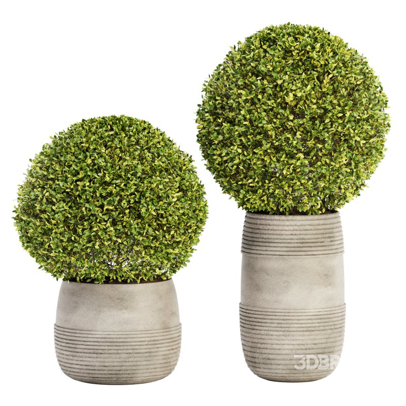 Outdoor Plant Set 05 Image 1