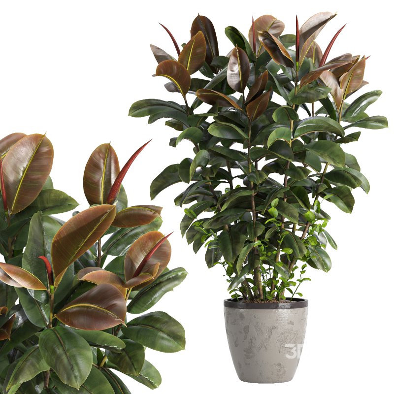 Indoor plant 05 Image 2