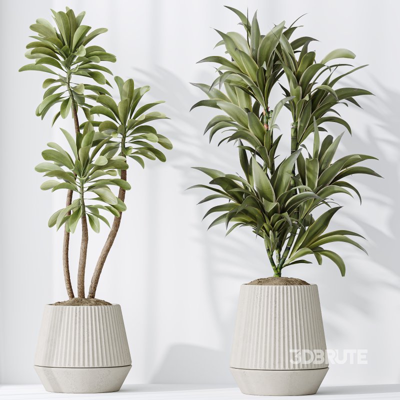 AV Indoor plants set 184 Olive Artificial Olea Tree and Zamiifolia Araceae and Lemon Lime Cane Dragon and Euphorbia Drupifera Image 5