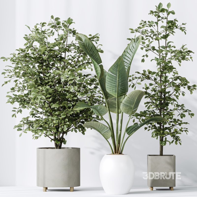 AV Indoor plants set 180 Alnus Glutinosa Alder Schwarzerle Betulus Hazel Erle and Bird Of Paradise Strelitzia Nicolai Image 5