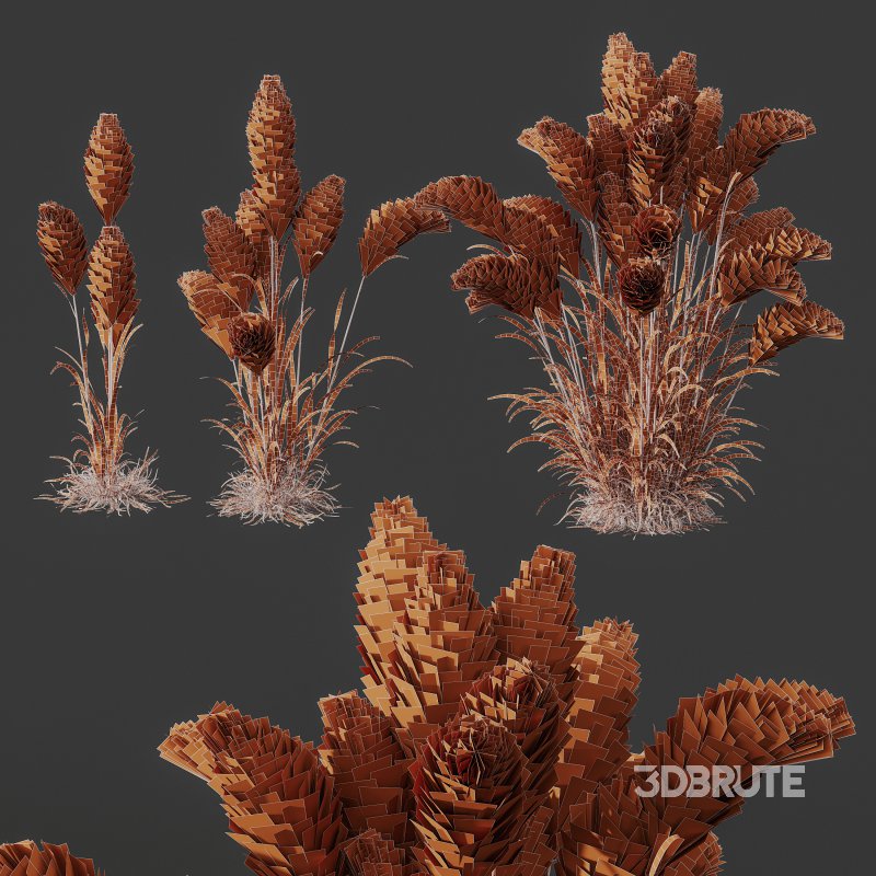 AV 11 different Grasses Image 14