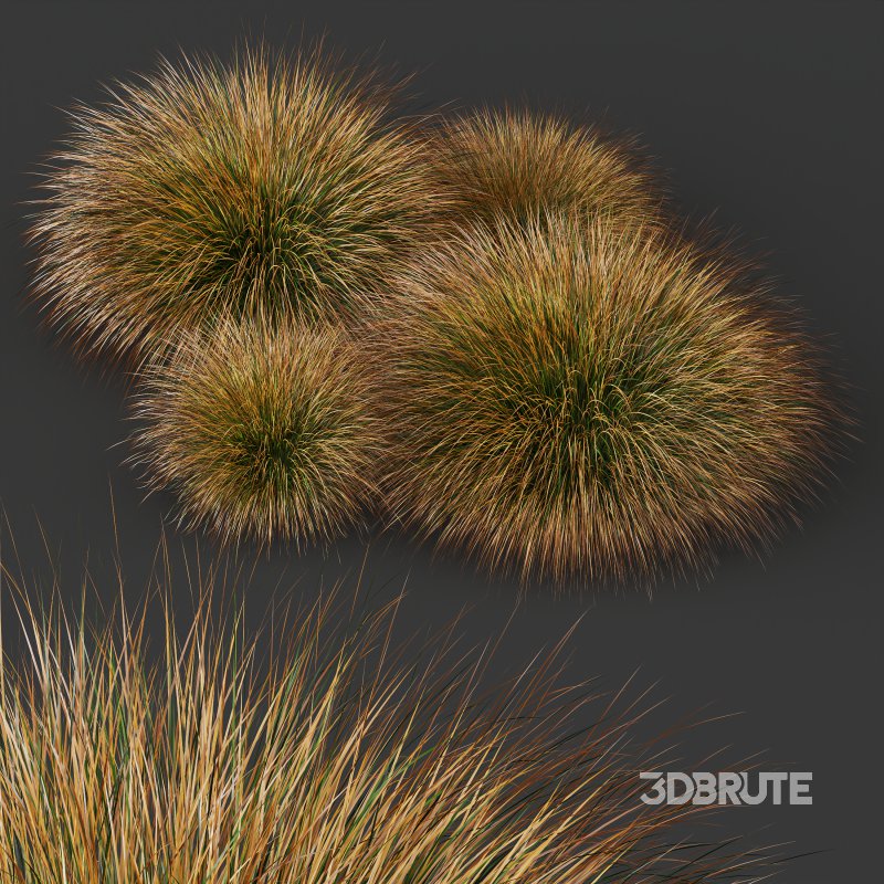 AV Carex Testacea Orange Sedge Grass Prairie Fire Image 8