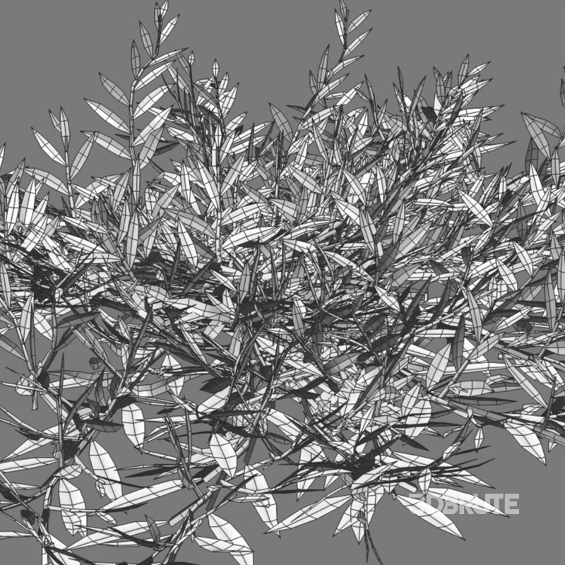 Chrysopogon aciculatus 01 Image 6