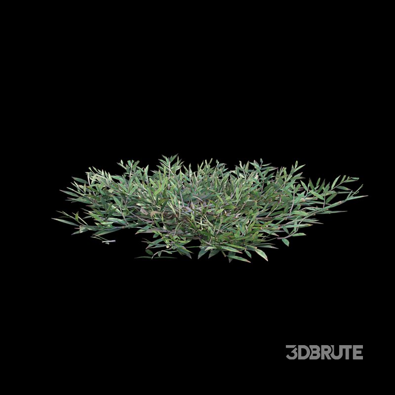 Chrysopogon aciculatus – cut Image 6