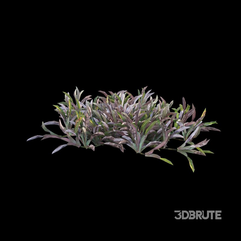 Axonopus compressus_old Image 3