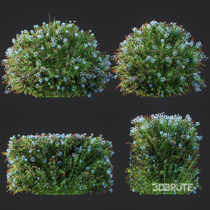 AV Ceratostigma Plumbaginoides Bleiwurz Bush Image 8