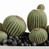 AV HousePlants Cactus Golden Barrel Tree - Thumbnail 1