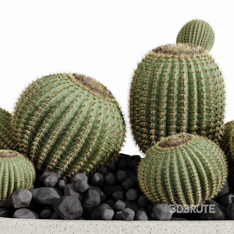 AV HousePlants Cactus Golden Barrel Tree Image 1