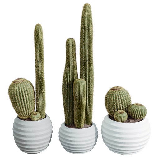 AV HousePlants Cactus Echinocactus Grusonii Golden Barrel Tree