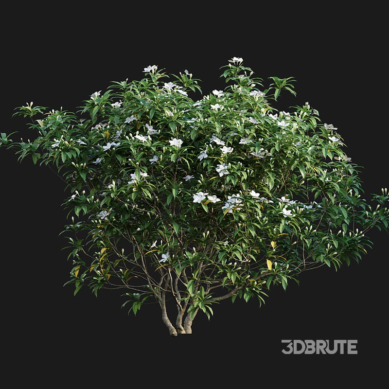 Wrightia antidysenterica Image 5