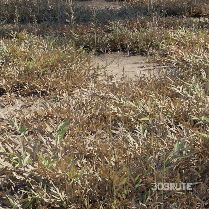 Chrysopogon aciculatus – dry 02 Image 1