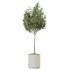 AV Indoor plants set 191 Mandarin Citrus Fruit Orange and Mission Arbequina Olive and Ficus Elastica Robusta and Ficus Cyathistipula African Fig - Thumbnail 4