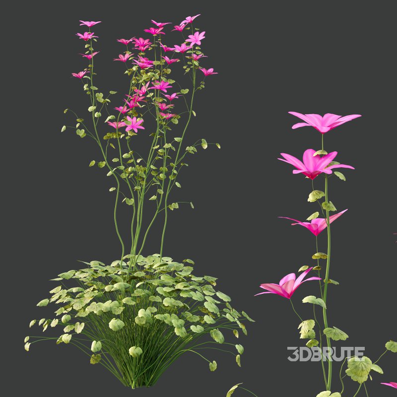 comes from the Greek word geranos meaning crane in reference to the fruit which purportedly resembles the head and beak of a crane. Image 6