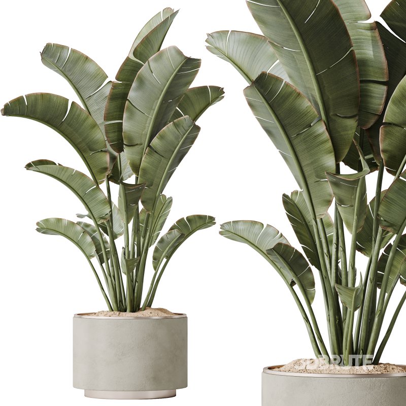 AV Indoor plants set 185 Olive Elegant Mission and Mandarin Citrus Fruit Orange Tree and Areca Palm and Ravenala Banana Strelitzia Nicolai Image 5