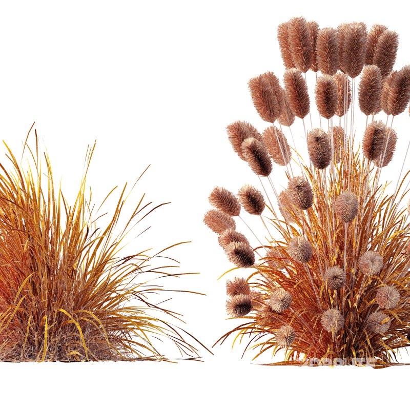 AV 6 different Grasses Pennisetum Alopecuroides Lampenputzergras Fountain Hameln and Carex Elata Aurea Image 11