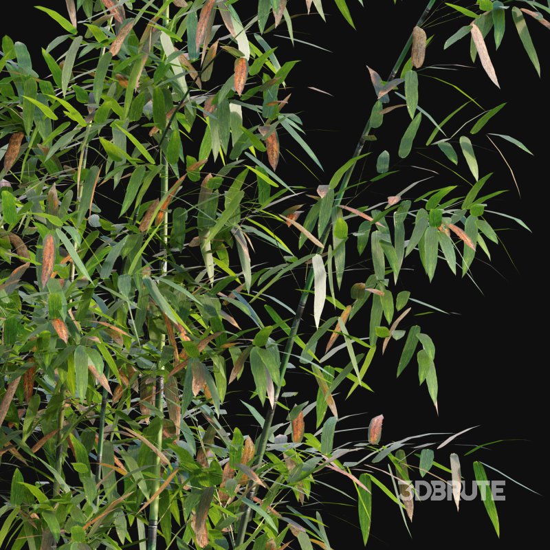 Bamboo – Bambusa lako 02 Image 2