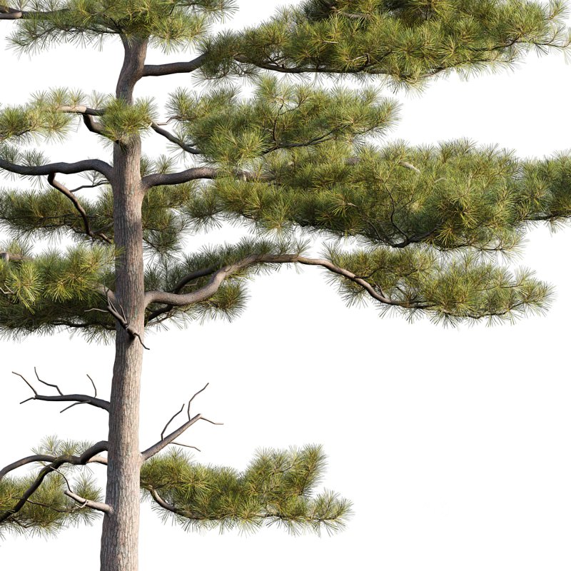Pinus tabuliformis 03 Image 4