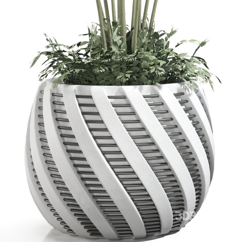 Strelitzia reginae and banana plant Image 4