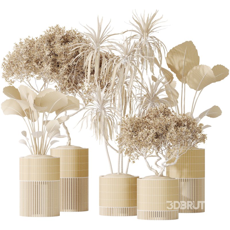 AV Indoor plants set 178 Mission Arbequina Olive and Ravenala Banana and Dracaena Lemon Lime Cane Dragon Image 7