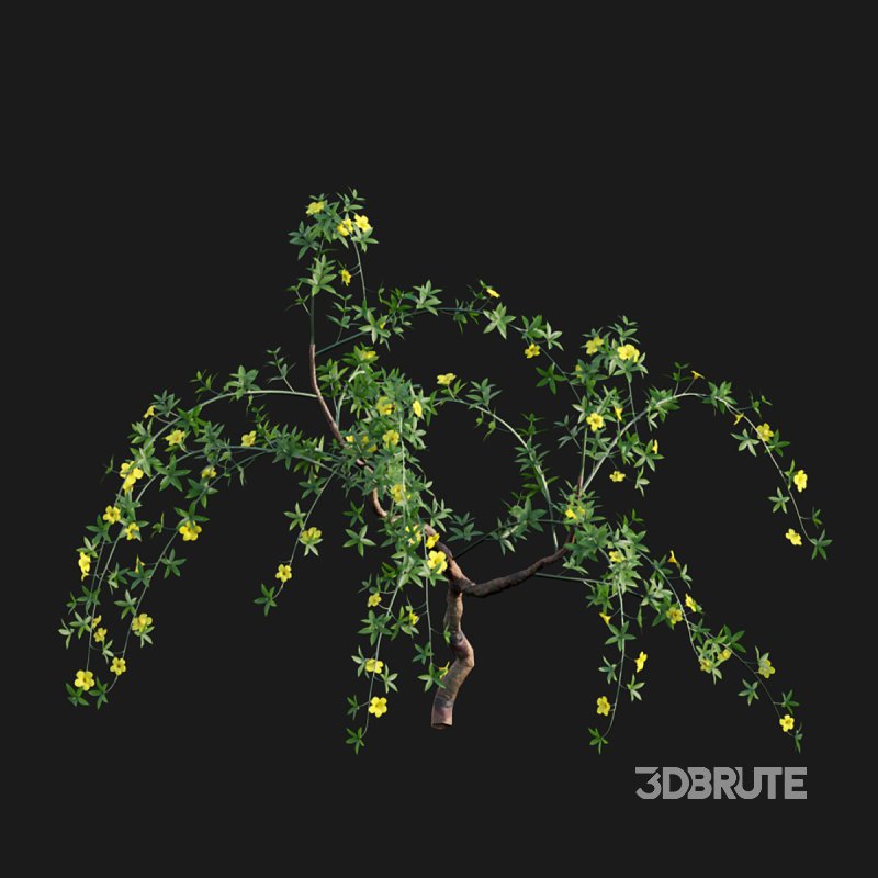 Allamanda cathartica – Golden Trumpet 02 Image 3