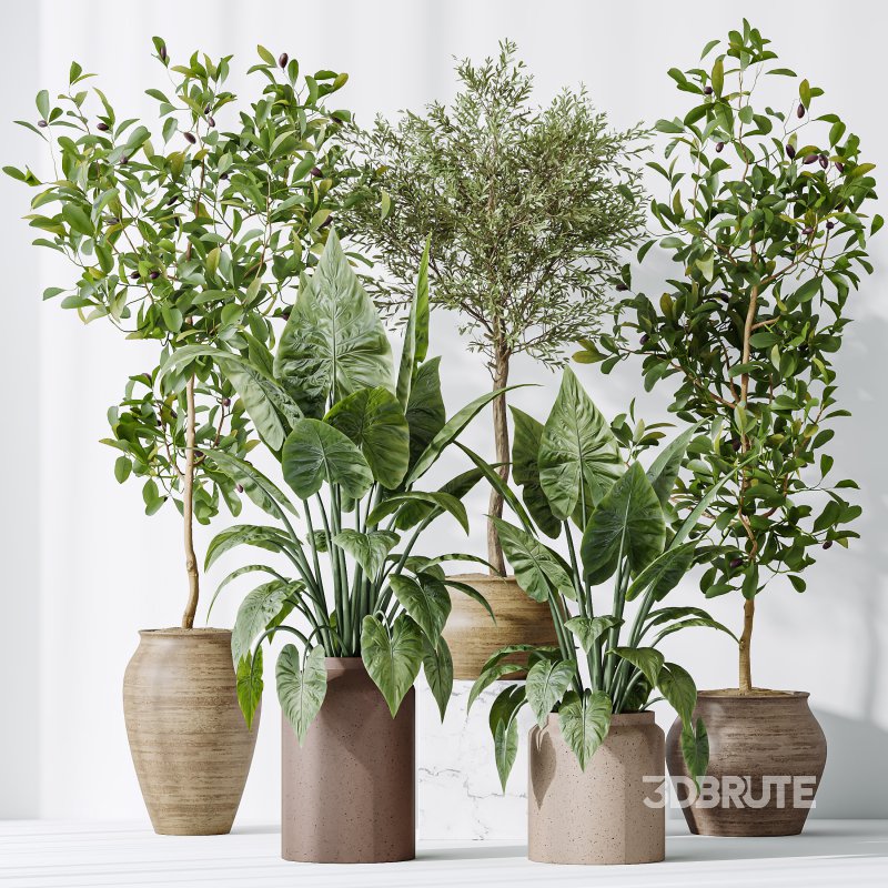 AV Indoor plants set 181 Alocasia Elefantenohr Wentii and Briful Pachira Aquatica Grand Artificiel and Olive Elegant Mission Image 10