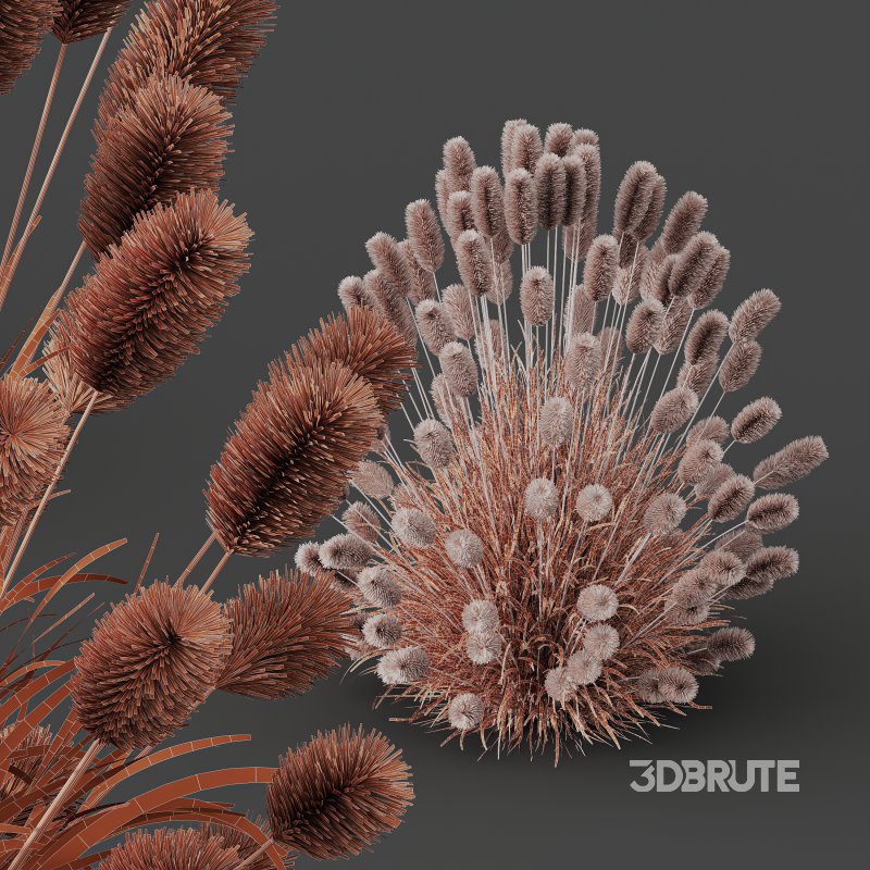 AV 6 different Grasses Pennisetum Alopecuroides Lampenputzergras Fountain Hameln and Carex Elata Aurea Image 10