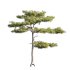 Pinus tabuliformis 03 - Thumbnail 3