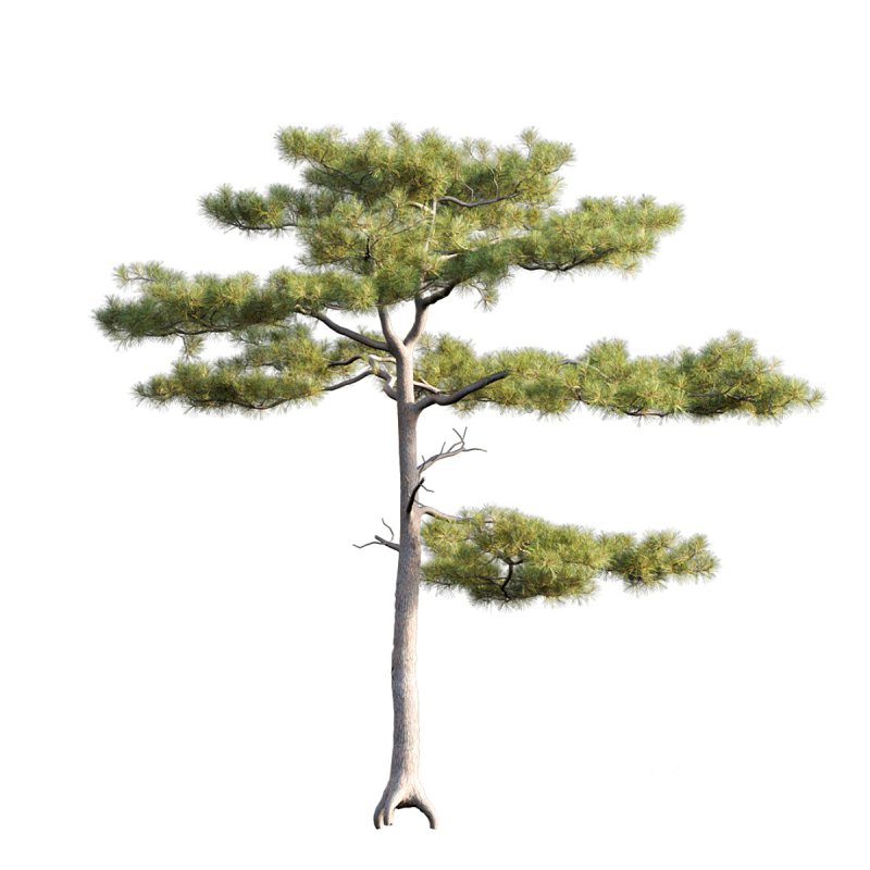 Pinus tabuliformis 03 Image 3