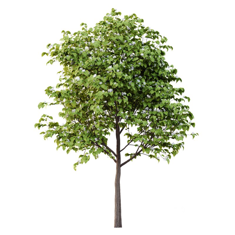 Catalpa Ovata Tree 06 Image 1