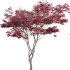 Japanese maple – Acer palmatum 01 - Thumbnail 4