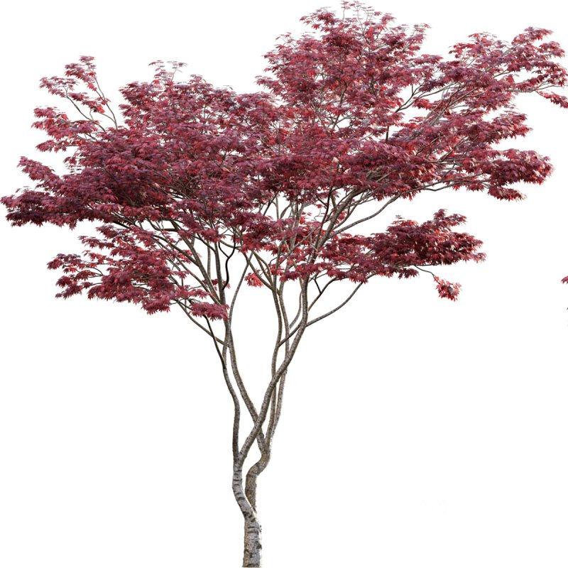 Japanese maple – Acer palmatum 01 Image 4