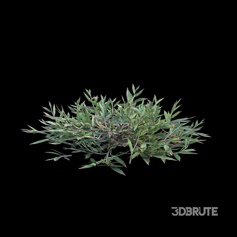 Chrysopogon aciculatus 02 Image 5