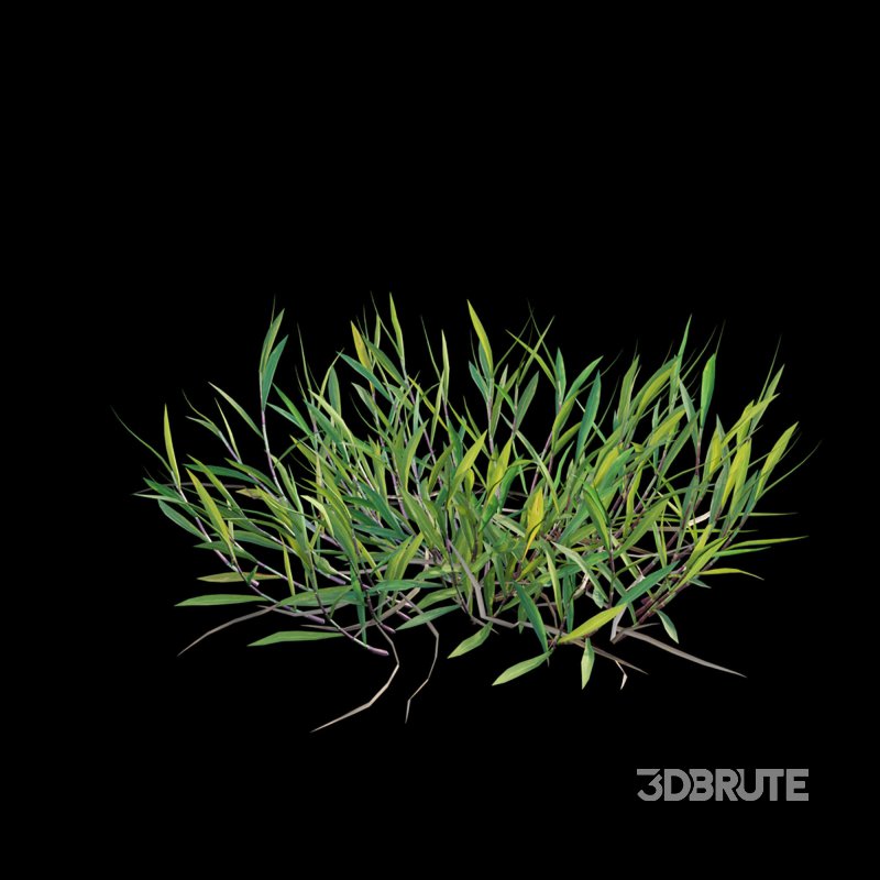 Cynodon dactylon – dry 02 Image 3