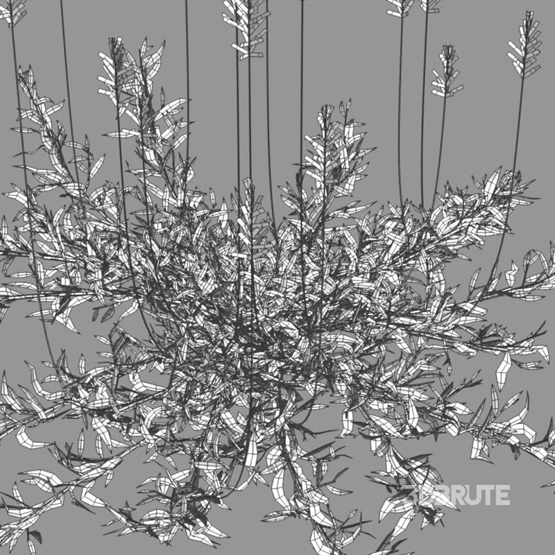 Chrysopogon aciculatus – dry 01 Image 6